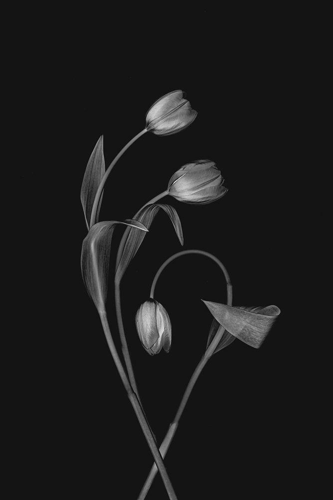 Tulipano monocromatico "Grace" da Lydia Jacobs