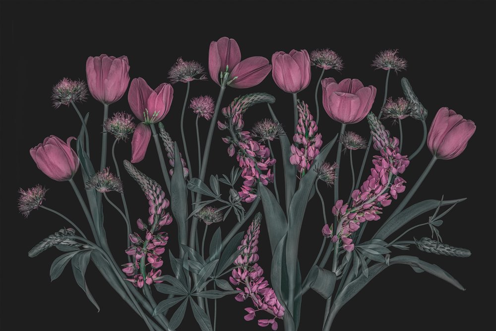 Fiori rosa malinconici da Lydia Jacobs