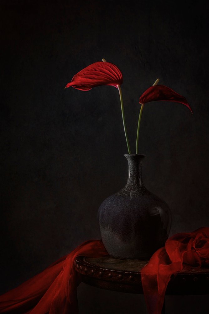 Anthurium rossi Moody da Lydia Jacobs