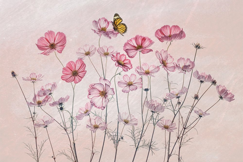 Farfalla rosa del cosmo da Lydia Jacobs
