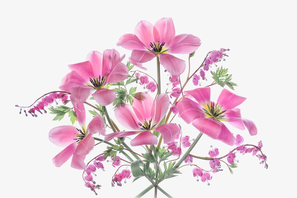 Fiori rosa di primavera da Lydia Jacobs