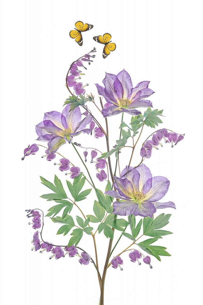 Fiori viola e farfalle da Lydia Jacobs