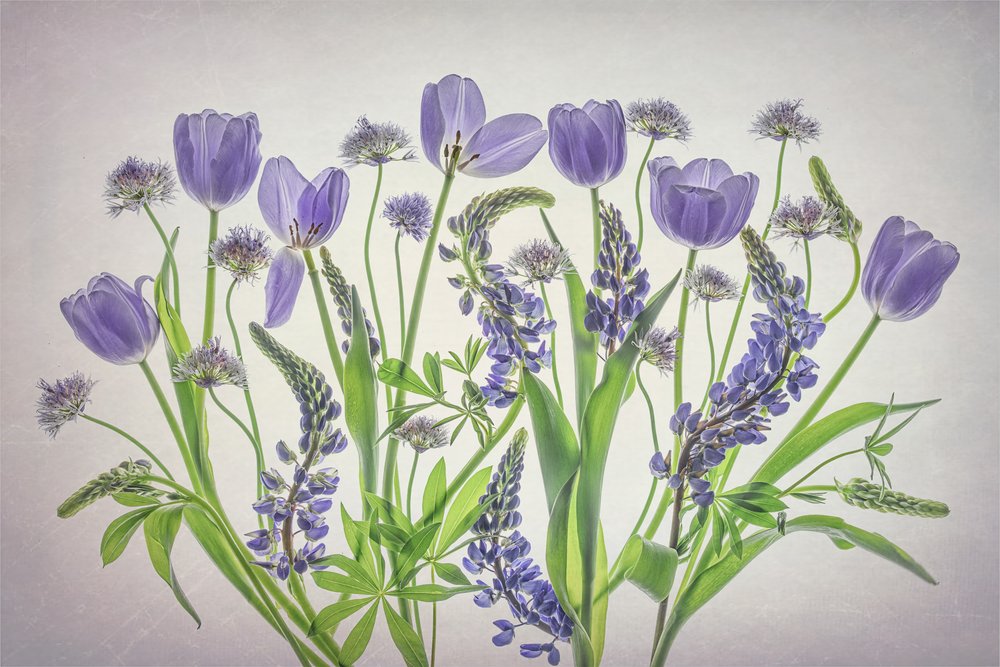 Delicati fiori viola da Lydia Jacobs