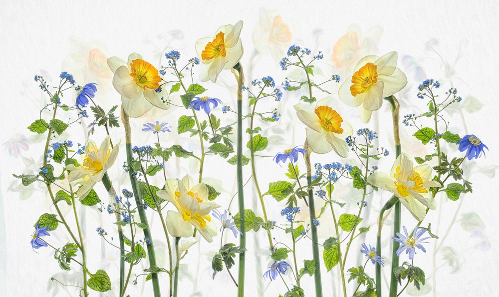 Narcisi primaverili e tonalità di blu da Lydia Jacobs