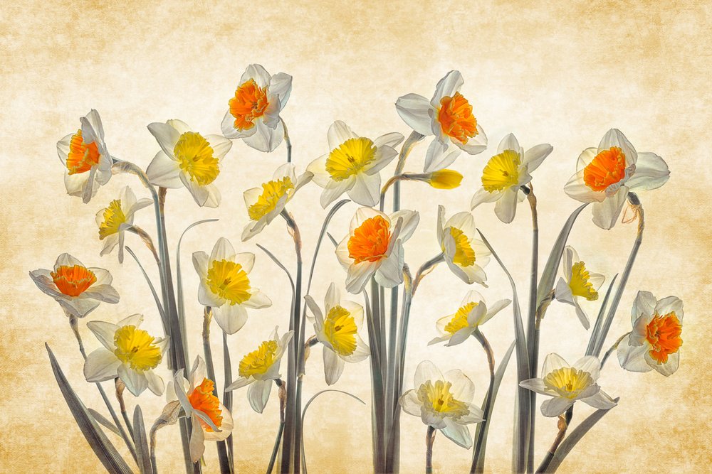Narcisi primaverili dai colori vivaci da Lydia Jacobs