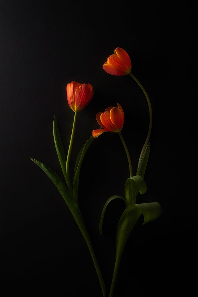 Tulipani dai colori vivaci su sfondo scuro da Lydia Jacobs