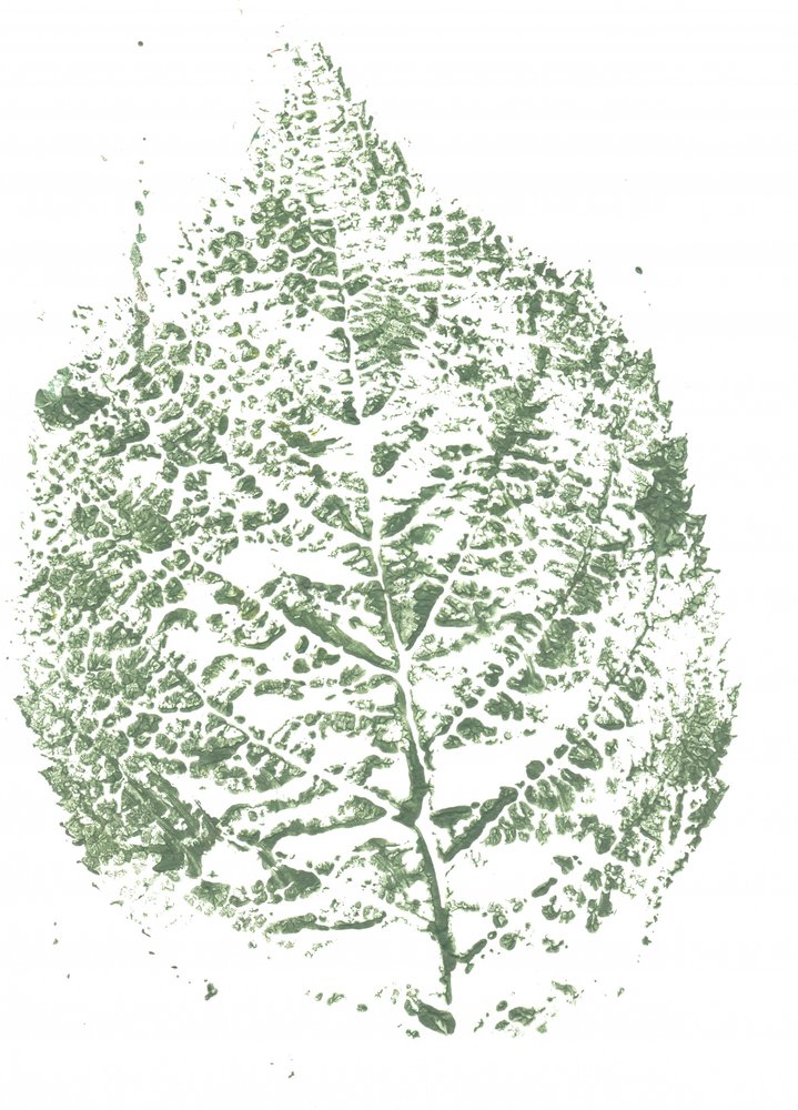Stampa botanica con foglie da Maira Ribena