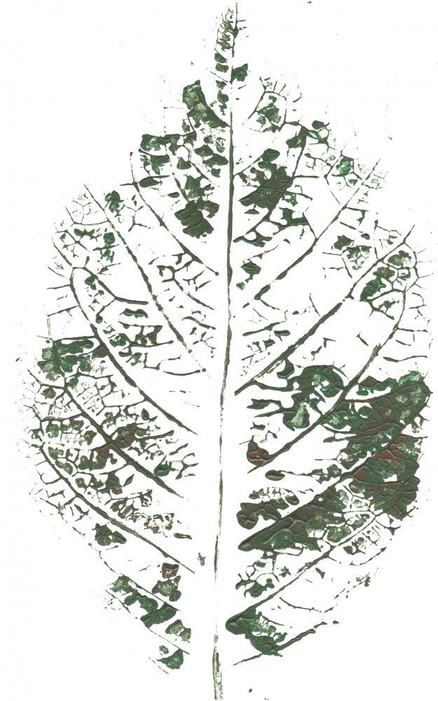 Stampa botanica con foglie da Maira Ribena