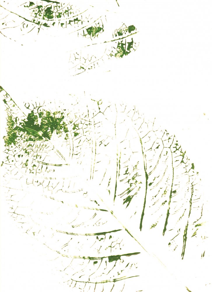 Stampe con foglie verdi da Maira Ribena