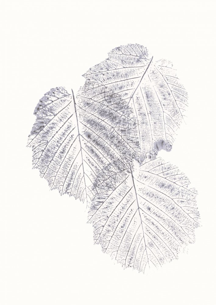 Texture minimaliste di foglie da Maira Ribena