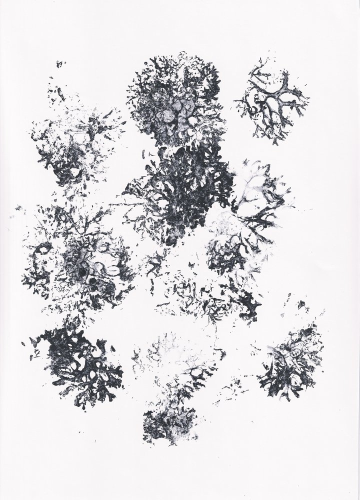 Forme botaniche biologiche da Maira Ribena