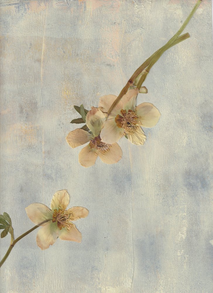 Pale Blue Botanicals da Maira Ribena