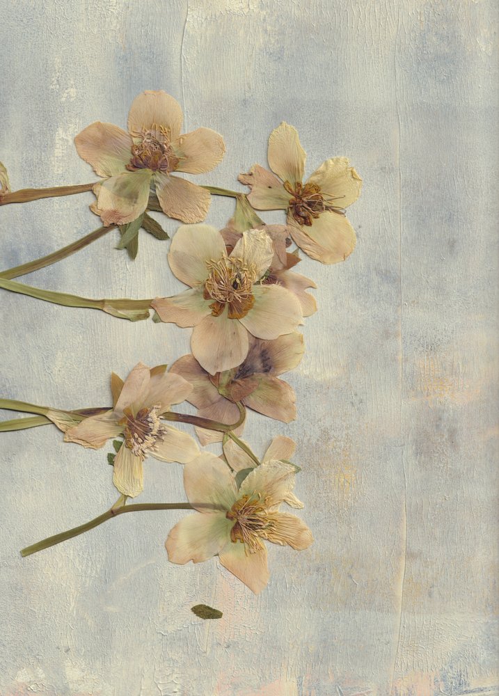 Fiori pressati in azzurro tenue da Maira Ribena