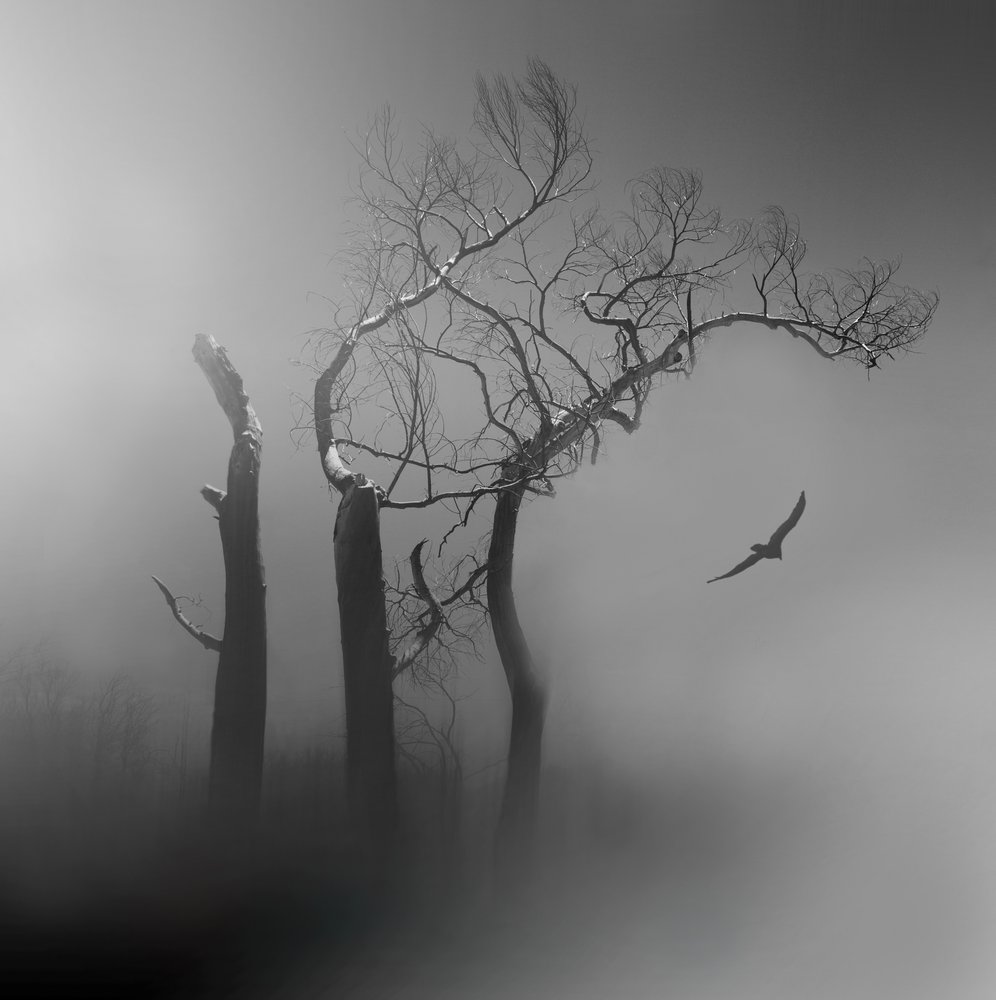 Lone Bird - Alberi avvolti nella nebbia da Margaret Halaby