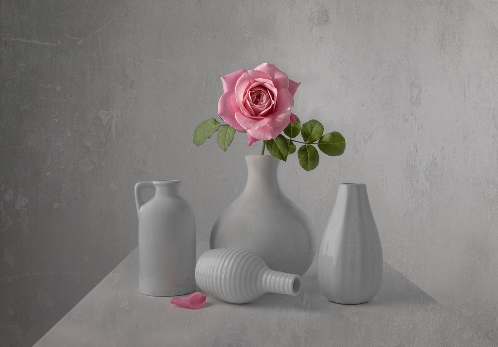 Natura morta con rosa rosa delicata da Margareth Perfoncio