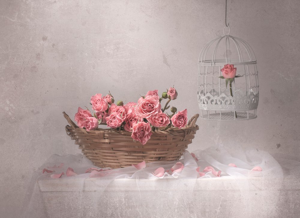 Rose rosa e gabbietta per uccelli da Margareth Perfoncio