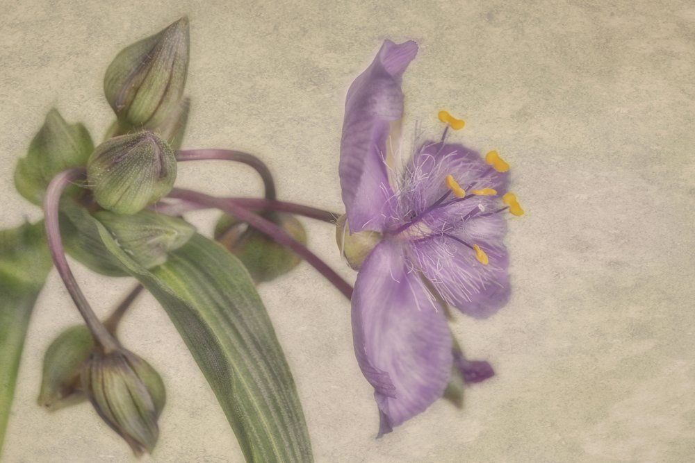 Delicato fiore viola da Marie-anne Stas