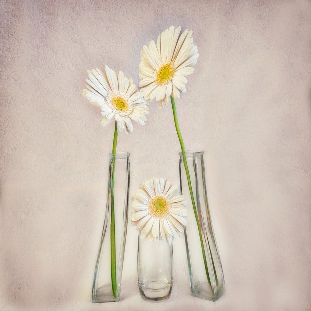 Eleganti gerbere bianche da Marie-anne Stas