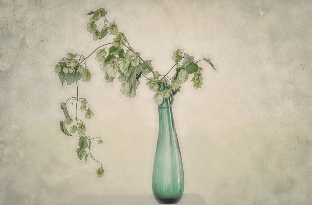 Natura morta con luppolo verde da Marie-anne Stas
