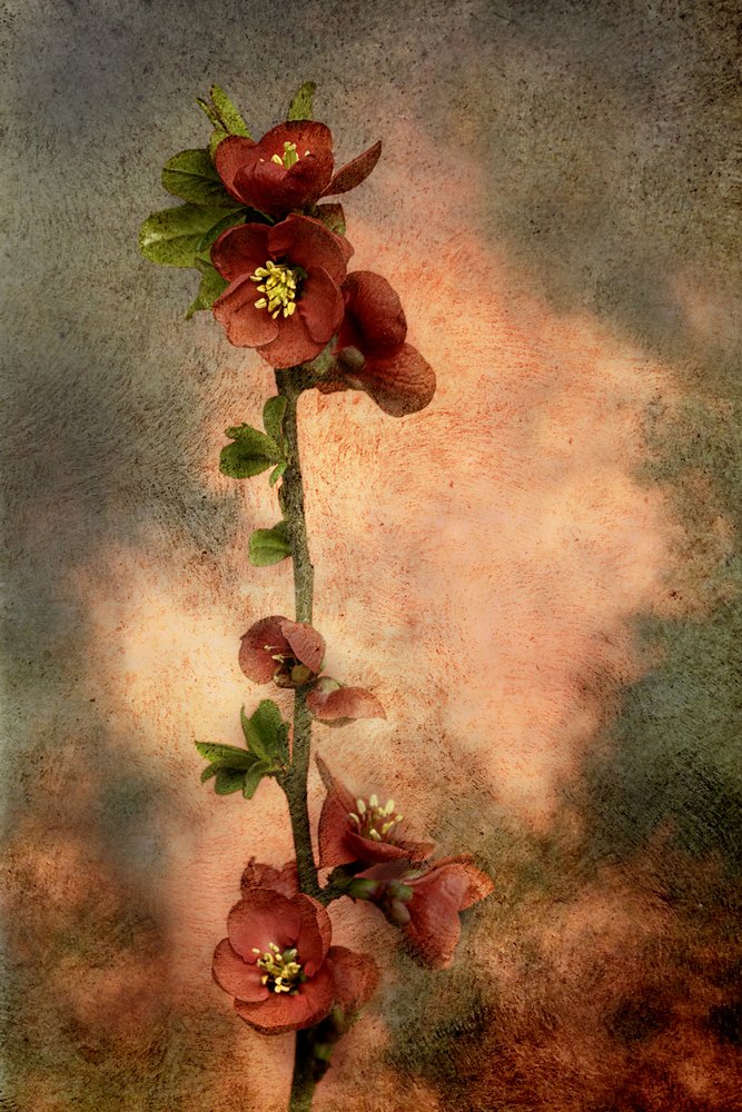  da Marie-anne Stas