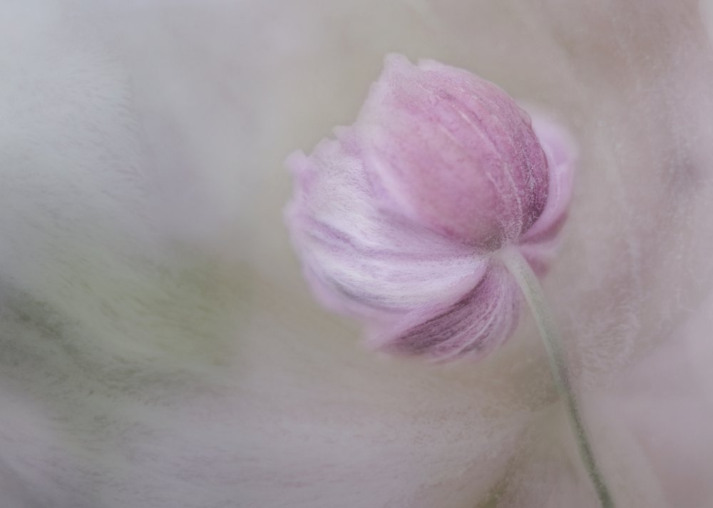Fioritura rosa tenue da Marie-anne Stas