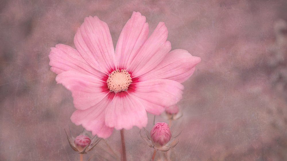 Cosmos rosa tenue da Marie-anne Stas