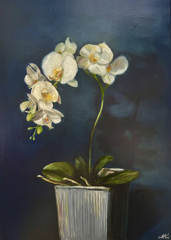 Elegante orchidea in vaso da Marina Kozyr