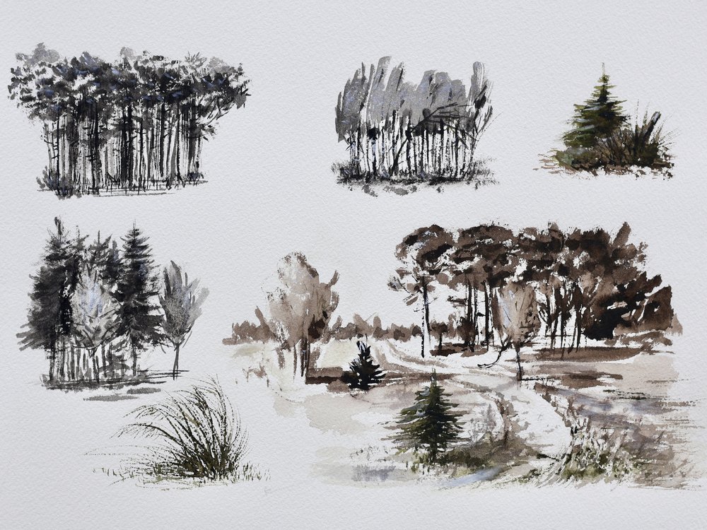 Studi di alberi nella foresta da Marina Kozyr