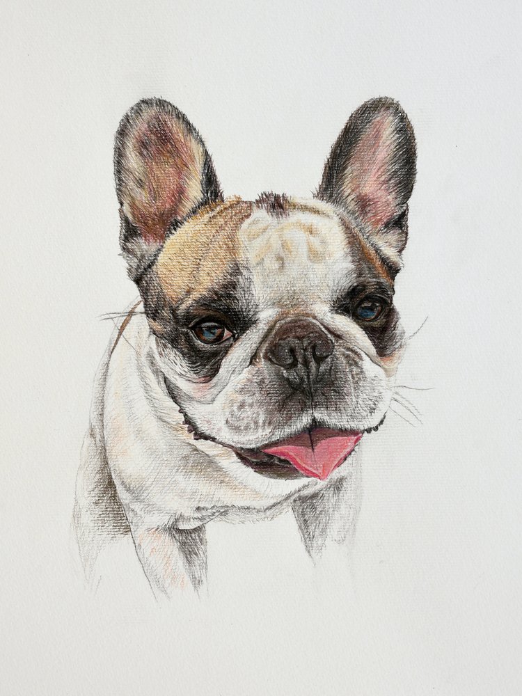 Felice bulldog francese da Marina Kozyr