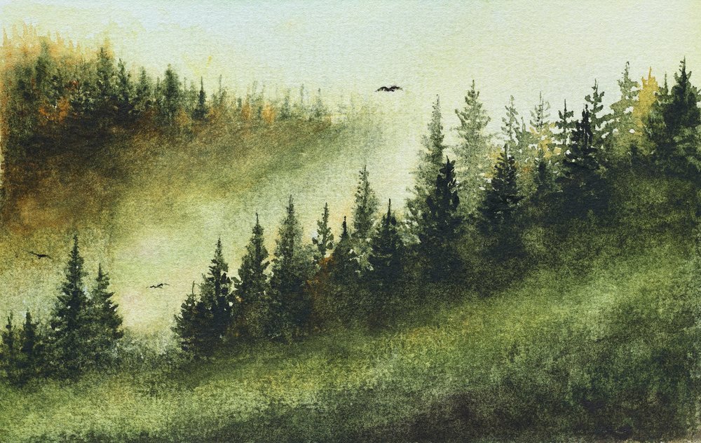Foresta sempreverde nella nebbia da Marina Kozyr