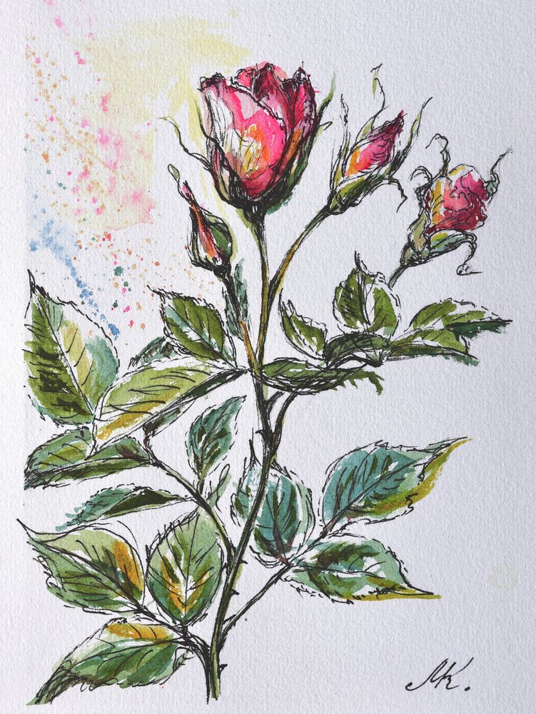 Boccioli di rosa rosa - Schizzo botanico a inchiostro e acquerello da Marina Kozyr