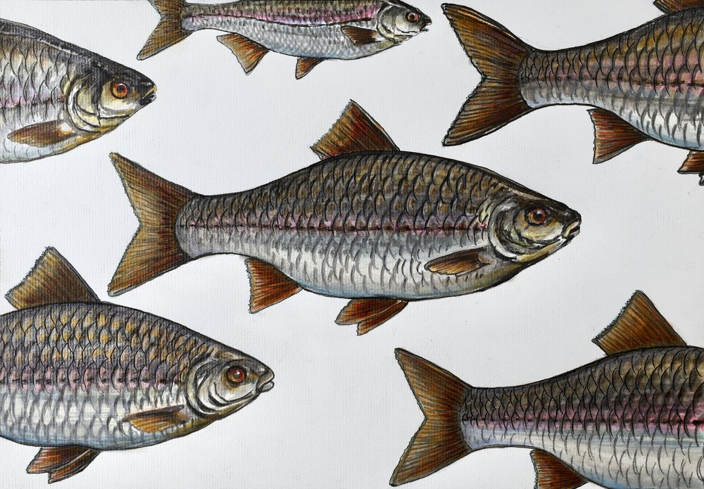 Illustrazione di un pesce che nuota da Marina Kozyr