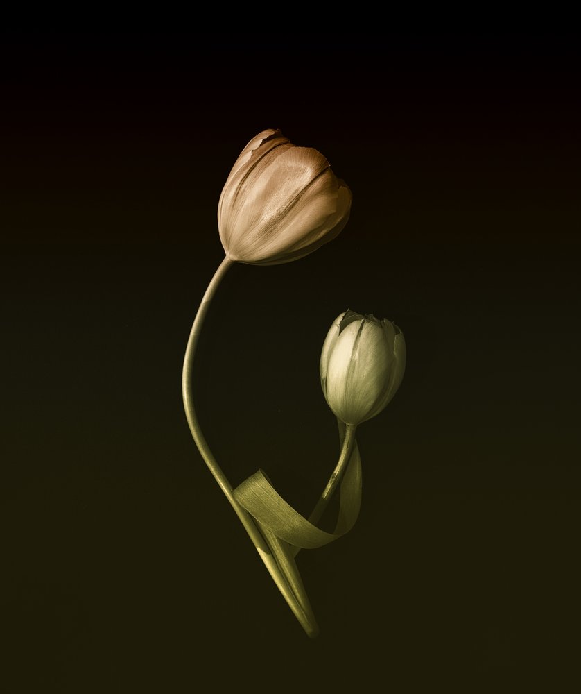 Abbraccio di tulipani dai colori tenui da May G