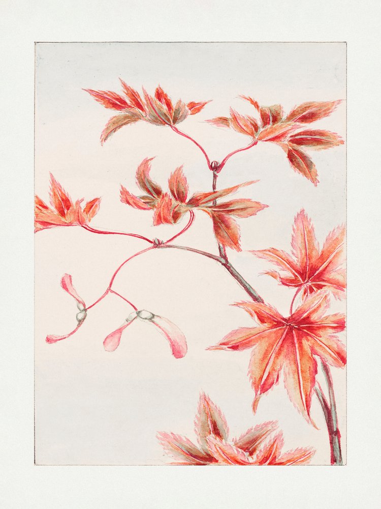 Ramo di acero Momiji con foglie e semi, 1870–1880 da Megata Morikaga