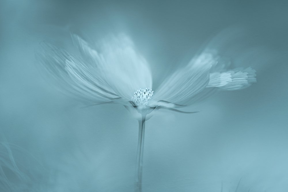 Fiore blu da sogno da Molly Fu APA