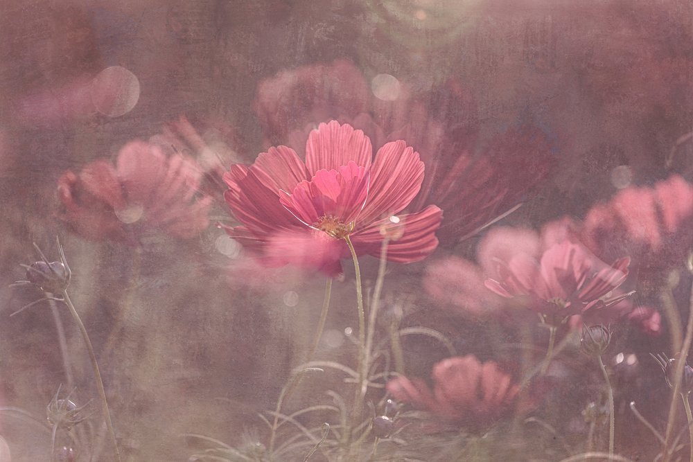 Cosmos rosa da sogno da Molly Fu APA