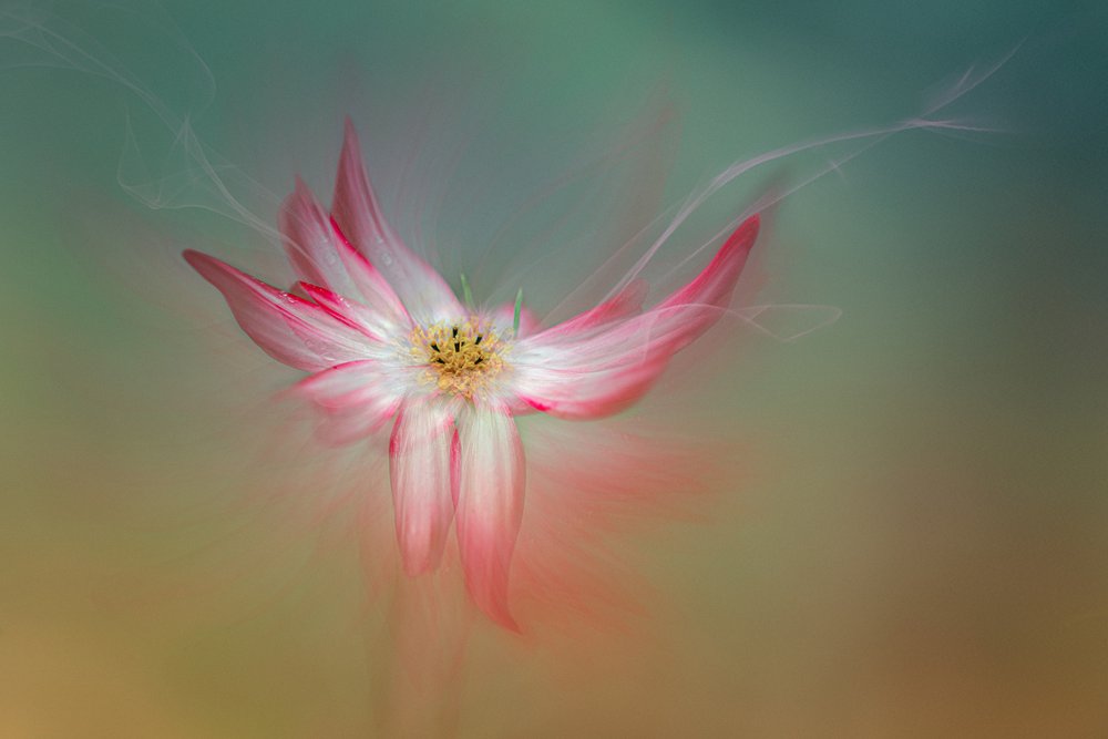 Fiore rosa etereo da Molly Fu APA
