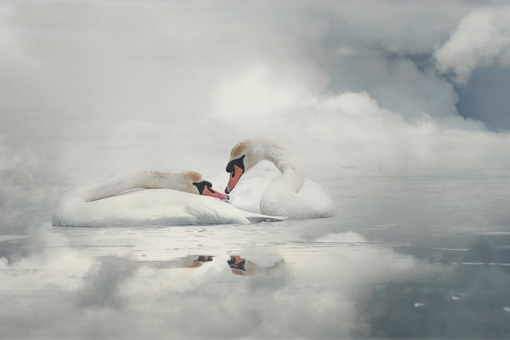 Coppia di cigni sereni da Monique van Velzen
