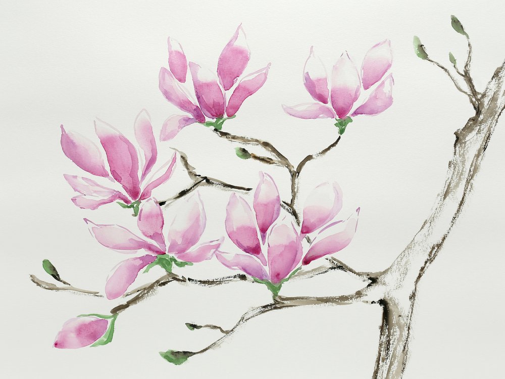 Delicate magnolie rosa da Natalie Bruns
