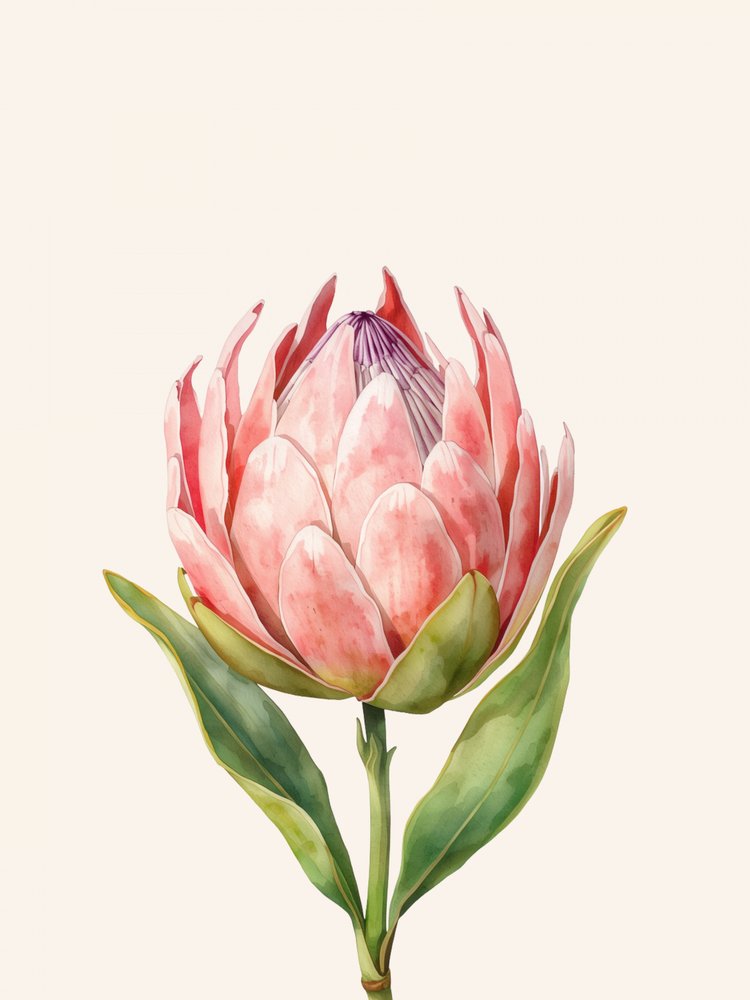Fiore di protea rosa da Ohkimiko