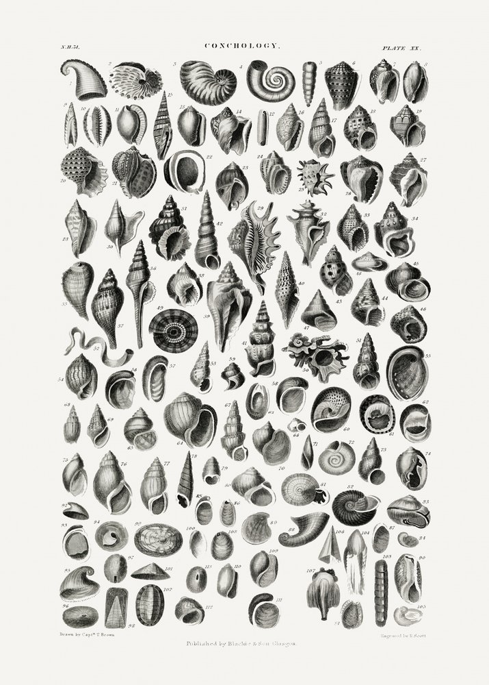 Sealife III da Oliver Goldsmith