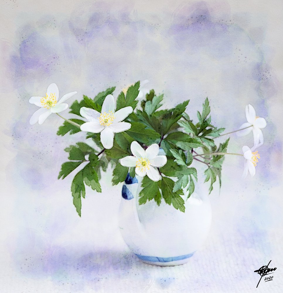 Delicati fiori bianchi primaverili da Osvaldo Russo