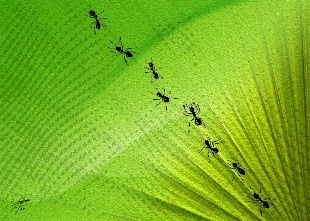 Il percorso delle formiche di Green Leaf da Osvaldo Russo