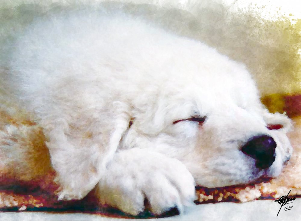 Dolce cucciolo addormentato da Osvaldo Russo