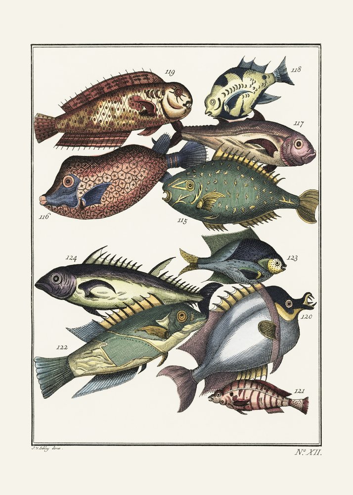 Pesci esotici (1767) di J. V. Schley da Pictufy