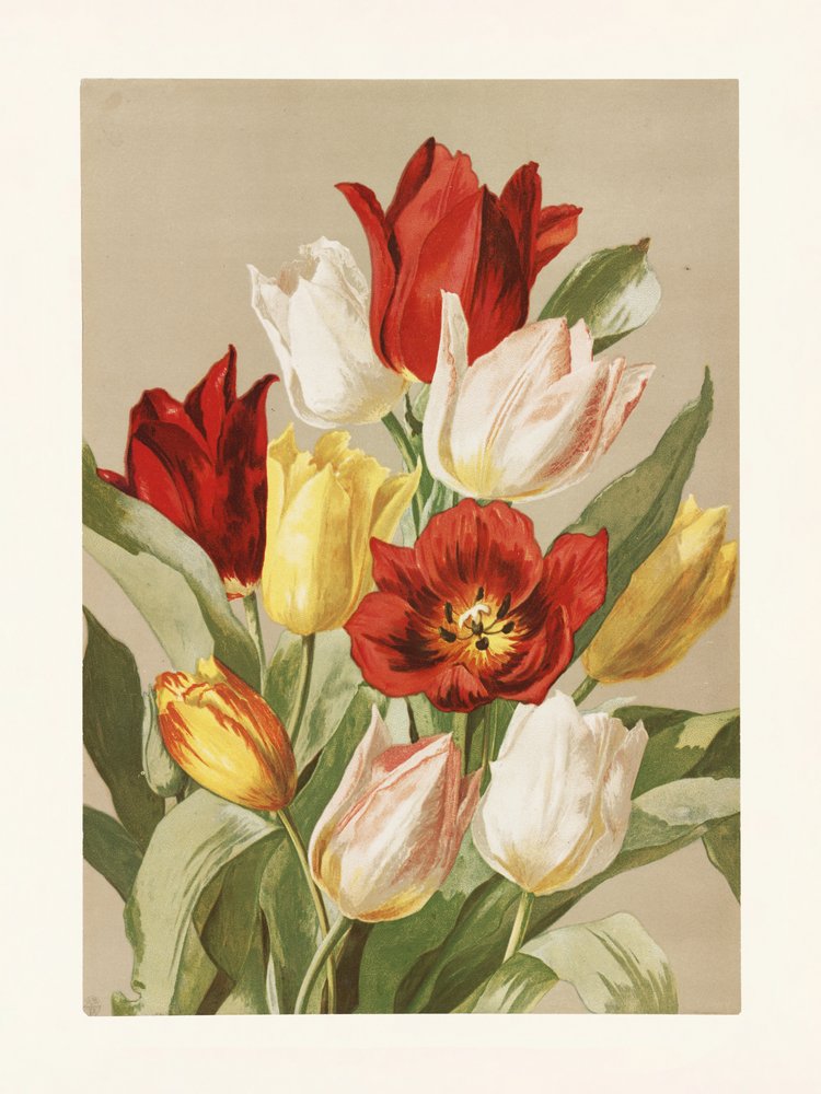 Tulipani di Ellen Thayer Fisher da Pictufy