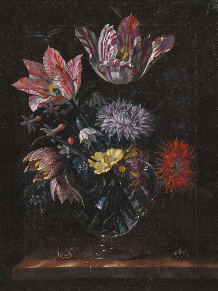 Anonimo, di Jacob Marrel da Pictufy