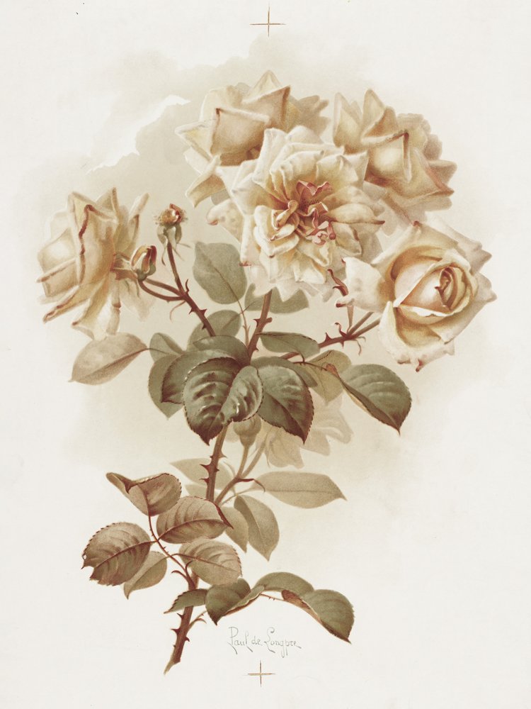 Rose gialle; Rose Reve D