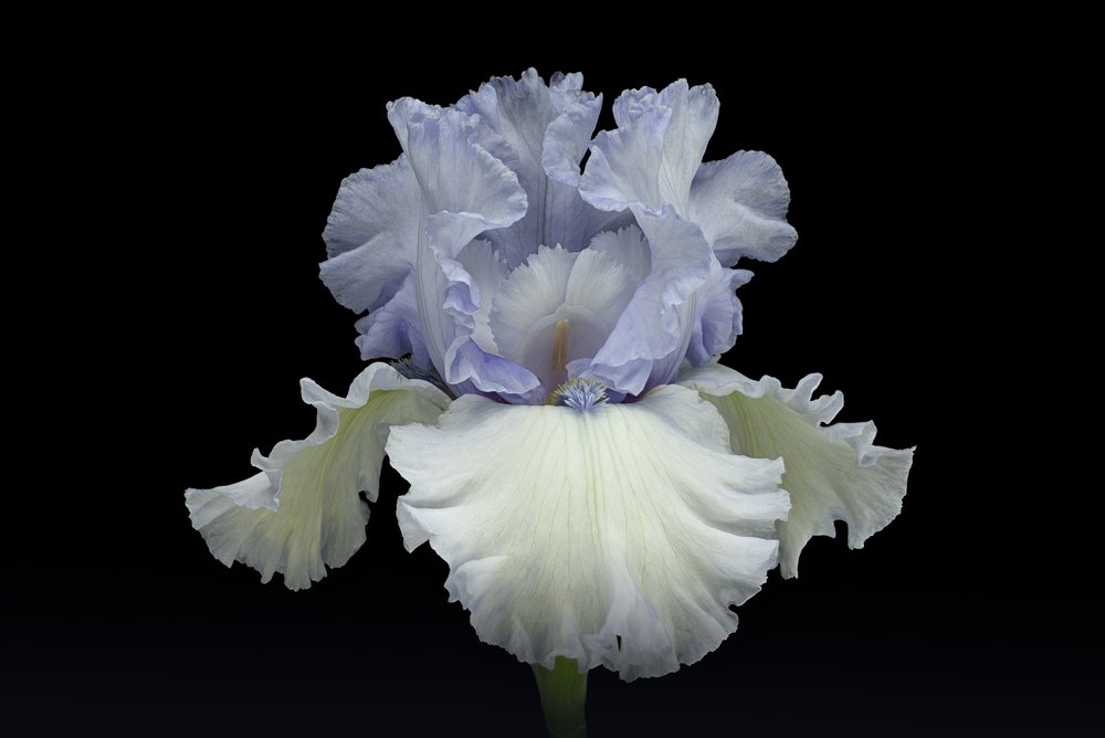 Elegante iris blu da Richard Urbanski