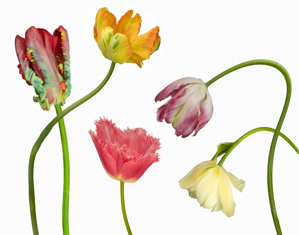 Tulipani colorati e unici da Richard Urbanski